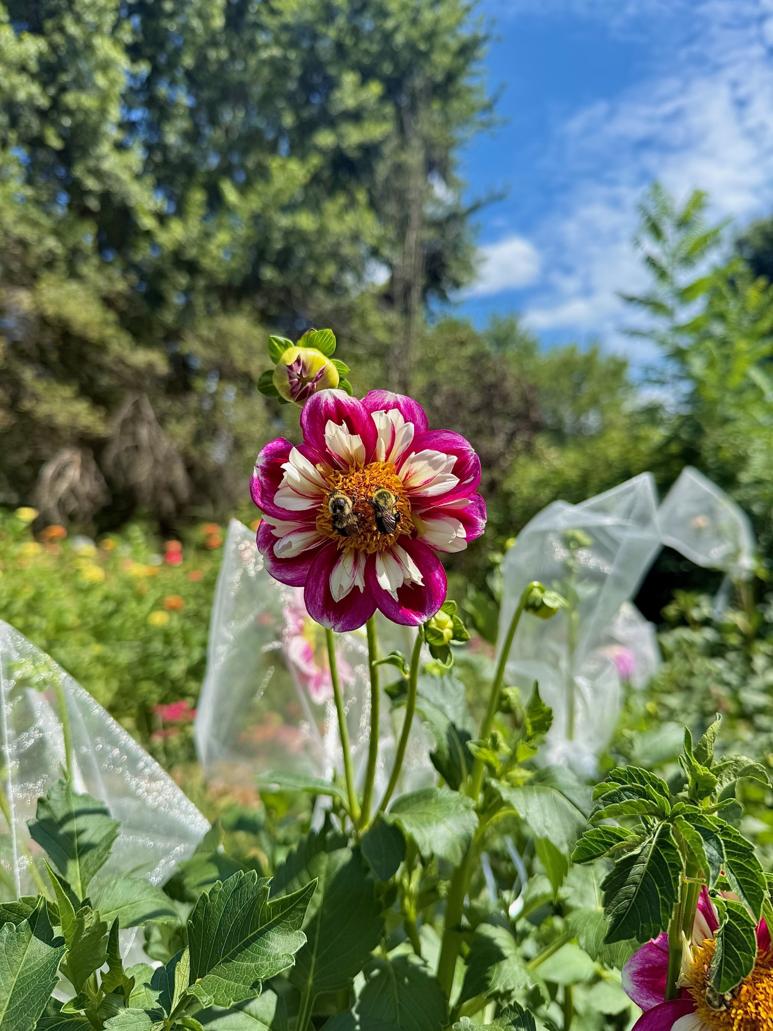 Dahlia with bees in the field